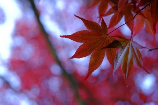 Kitaibaraki Photo Gallery【2】【花園神社/花園渓谷/紅葉】【11/11撮影】